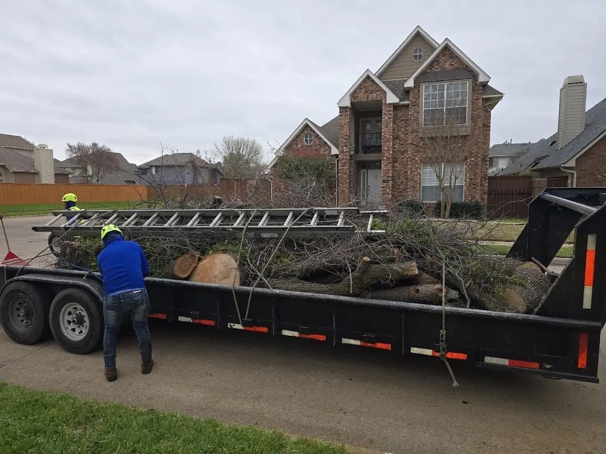 Expert Tree Removal with proper safety equipment in Sligo